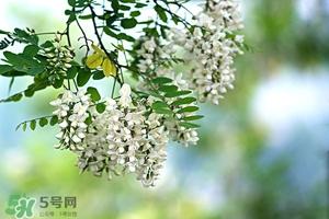 刺槐花幾月開？刺槐花什么時候開