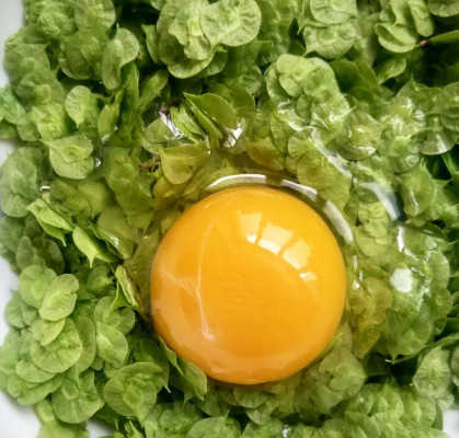 榆錢能炒雞蛋嗎？榆錢炒雞蛋怎么做