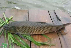 4月份可以釣草魚嗎？4月份如何釣草魚？
