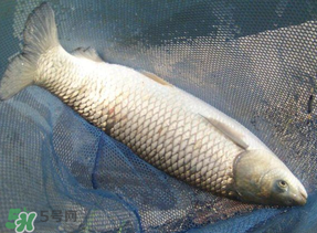 4月份可以釣草魚嗎？4月份如何釣草魚？