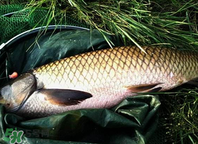 4月份可以釣草魚嗎？4月份如何釣草魚？