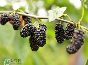 桑葚和菠蘿能一起吃嗎？桑葚可以和菠蘿一起吃嗎？
