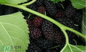 桑葚和菠蘿能一起吃嗎？桑葚可以和菠蘿一起吃嗎？