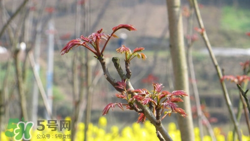 香椿葉能吃嗎？香椿葉孕婦能吃嗎？