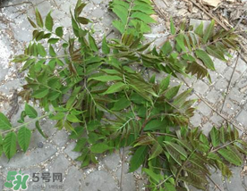 香椿長什么樣子？香椿長在什么地方？