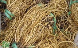 苦苣根哪里有賣？苦苣根茶在那里買的到