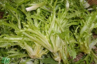 苦菊苦嗎？苦菊苦不苦
