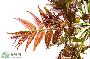 香椿樹(shù)什么時(shí)候發(fā)芽？香椿樹(shù)什么時(shí)候種植