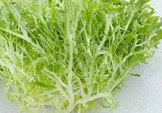 苦菊和苦苣是一種植物嗎？苦菊是不是苦苣