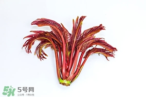 香椿樹(shù)什么時(shí)候發(fā)芽？香椿樹(shù)什么時(shí)候種植