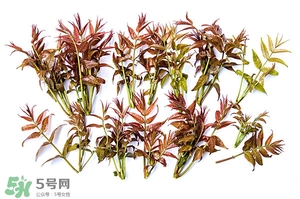 香椿樹(shù)什么時(shí)候發(fā)芽？香椿樹(shù)什么時(shí)候種植
