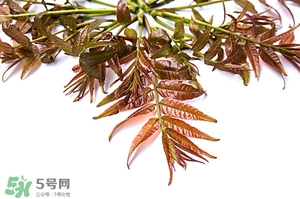 香椿樹(shù)什么時(shí)候發(fā)芽？香椿樹(shù)什么時(shí)候種植
