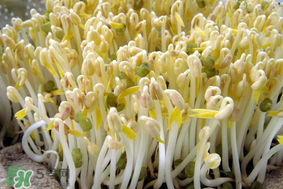香椿和豆芽能一起吃嗎？香椿豆芽的做法大全