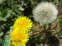婆婆丁花能吃嗎？婆婆丁花可以吃嗎？