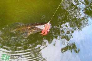 四月份能路亞黑魚嗎？路亞黑魚什么時間最好？