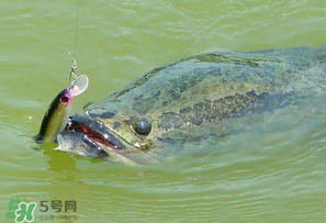 四月份能路亞黑魚嗎？路亞黑魚什么時間最好？