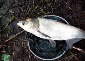 4月份能釣鰱魚嗎？四月份能釣鰱魚嗎？