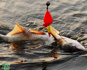 4月份能釣鰱魚嗎？四月份能釣鰱魚嗎？