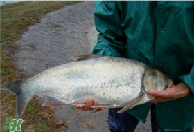 4月份能釣鰱魚嗎？四月份能釣鰱魚嗎？