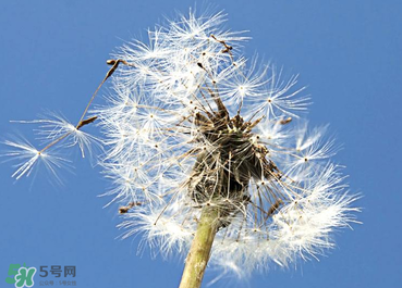 婆婆丁能治糖尿病嗎？婆婆丁可以治糖尿病嗎？