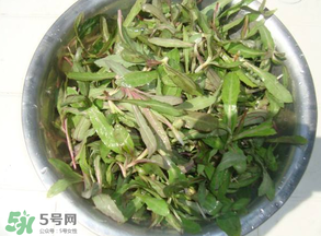 曲曲菜孕婦能吃嗎？孕婦可以吃曲曲菜嗎？