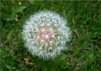 婆婆丁能治痔瘡嗎？婆婆丁可以治痔瘡嗎？