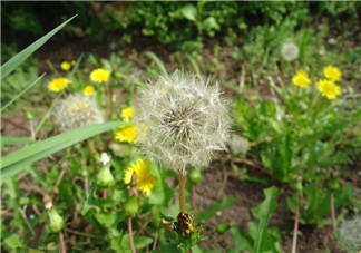 婆婆丁能治糖尿病嗎？婆婆丁可以治糖尿病嗎？