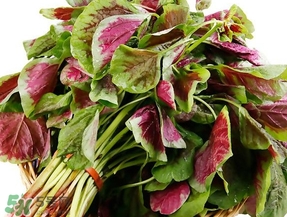 莧菜怎么摘？莧菜怎么處理