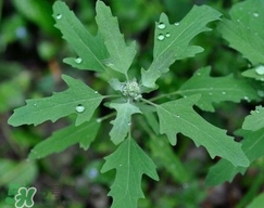 灰菜有毒嗎？不能吃的灰菜圖片