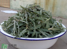苦苦菜和蒲公英的區(qū)別 苦苦菜和蒲公英有什么區(qū)別？