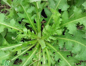 苦苦菜和蒲公英的區(qū)別 苦苦菜和蒲公英有什么區(qū)別？