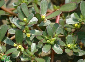 馬齒莧能治蕁麻疹嗎？馬齒莧可以治蕁麻疹嗎？