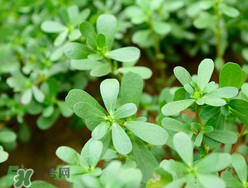 馬齒莧能治蕁麻疹嗎？馬齒莧可以治蕁麻疹嗎？