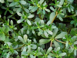 馬齒莧能治前列腺炎嗎？馬齒莧可以治前列腺炎嗎？