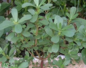 馬齒莧能治前列腺炎嗎？馬齒莧可以治前列腺炎嗎？