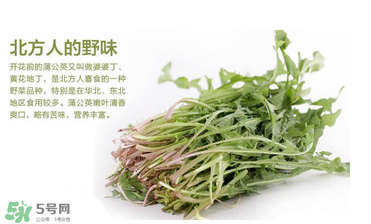 婆婆丁能和枸杞一起泡水喝嗎？婆婆丁枸杞泡水的功效