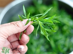 掃帚菜有什么功效？掃帚菜的功效與作用