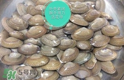 芒果螺怎么清洗？芒果螺怎么吃