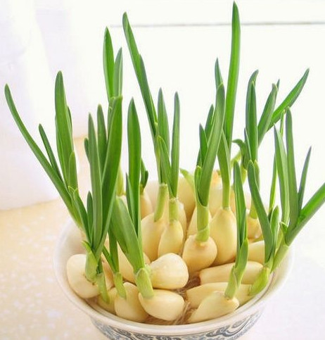 怎么種蒜苗？在家怎么種蒜苗