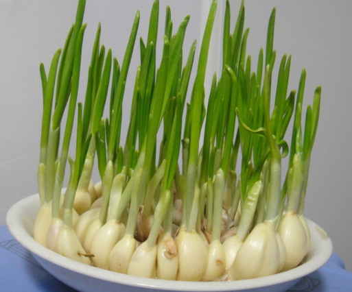 蒜苗是發(fā)物嗎？蒜苗是不是發(fā)物