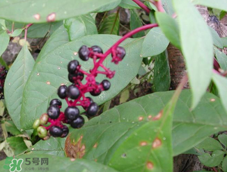 商陸可以吃嗎？商陸能不能吃？