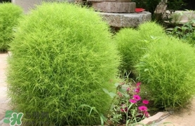 掃帚菜怎么吃？掃帚菜做法