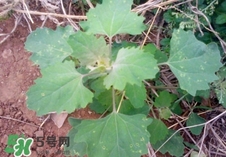 灰灰菜是什么樣子？灰灰菜圖片