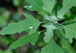 灰菜能生吃嗎？灰菜怎么做好吃