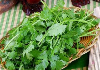 四月份可以種香菜嗎？四月份還能種香萊嗎？