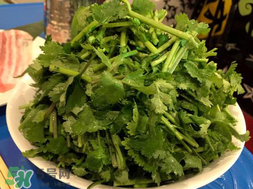 四月份可以種香菜嗎？四月份還能種香萊嗎？