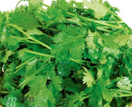 四月份可以種香菜嗎？四月份還能種香萊嗎？