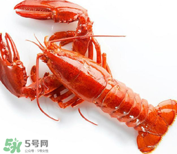 龍蝦怎么養(yǎng)不會死？大龍蝦怎么養(yǎng)不會死？