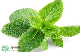 薄荷葉在哪兒買？新鮮的薄荷葉哪里買