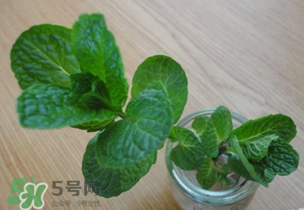 薄荷怎么養(yǎng)？薄荷怎么養(yǎng)才能爆盆